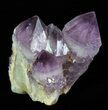 Cactus Quartz (Amethyst) Crystal Cluster - South Africa #64212-1